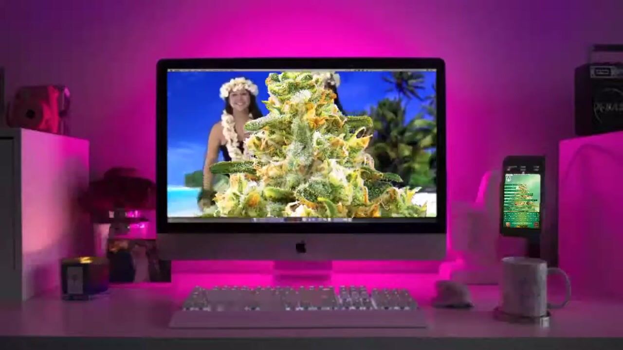 Hawaiian Gold Autoflower Marijuana Seeds Strain Characteristics Sonoma Seeds