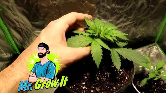 INDOOR CANNABIS GROW SERIES SEASON 03 EPISODE 2