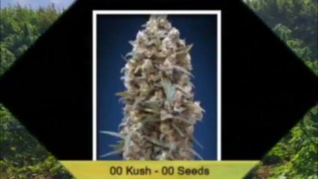 Top 25 hard to find weed strains