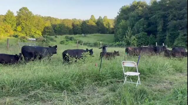 Cows and Bull
