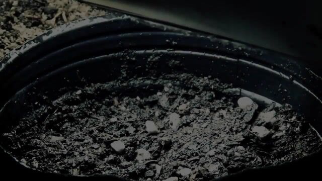 Cannabis grow Timelapse