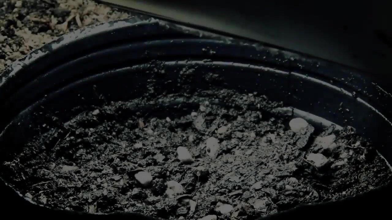 Cannabis grow Timelapse