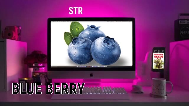 Blueberry OG Feminized Marijuana Seeds Strain Characteristics Sonoma Seeds