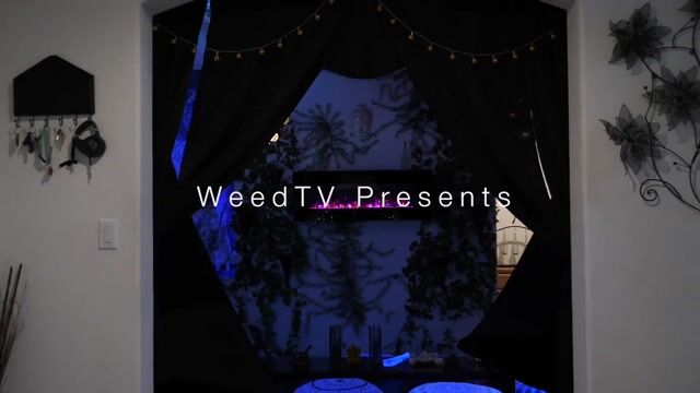 Meg's Castle 4/20 Party