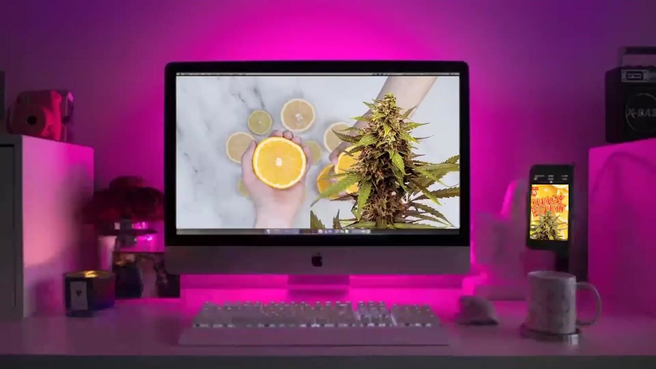 Juicy Fruit Autoflower Marijuana Seeds Strain Characteristics Sonoma Seeds