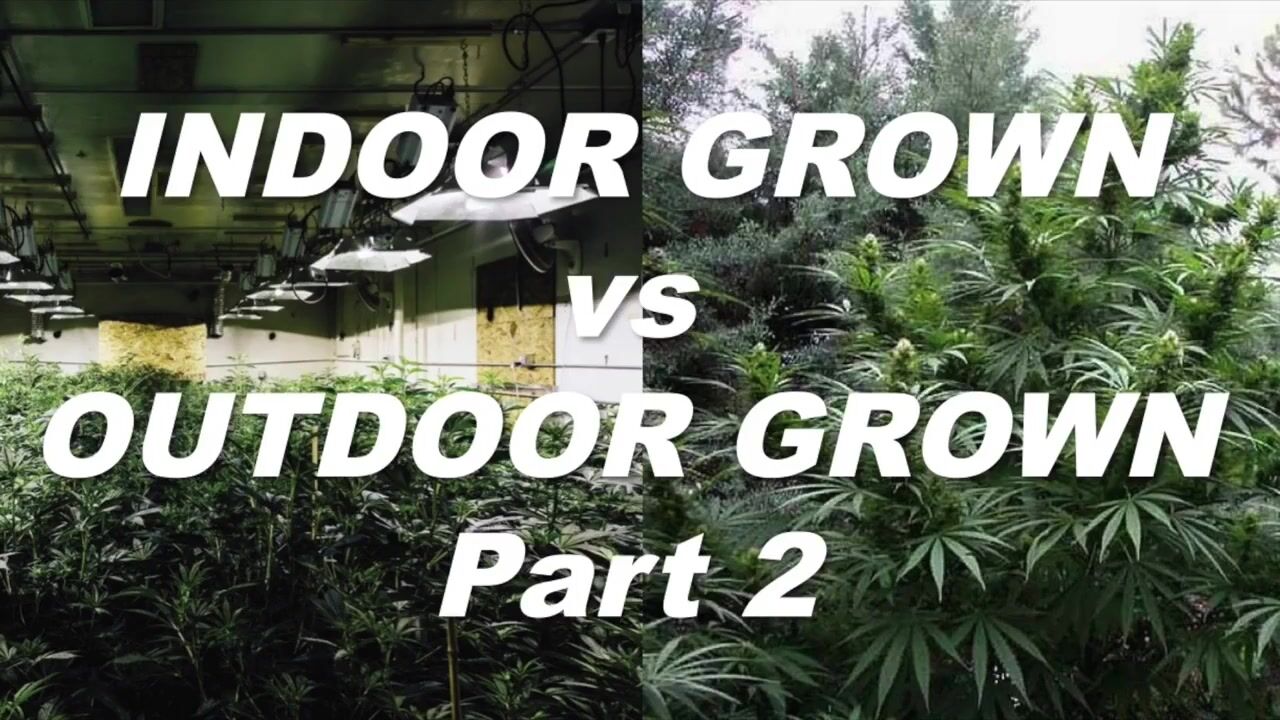 Indoor Grown vs. Outdoor Grown Pt.2 by Cannabis Frontier