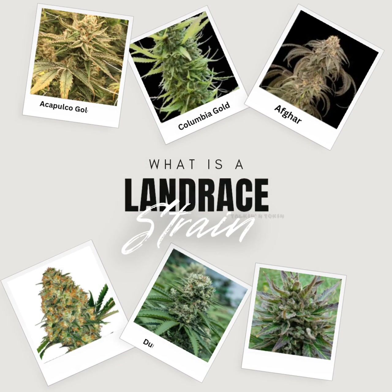 What is a Landrace Strain