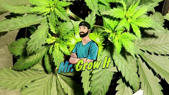 INDOOR CANNABIS GROW SERIES SEASON 03 EPISODE 4