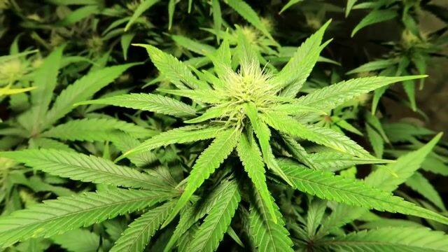 INDOOR CANNABIS GROW SERIES SEASON 03 EPISODE 8