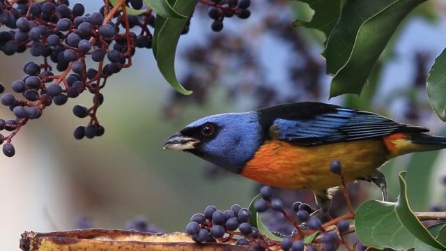 Medical Cannabis Benefits